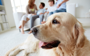 home features your pets will love